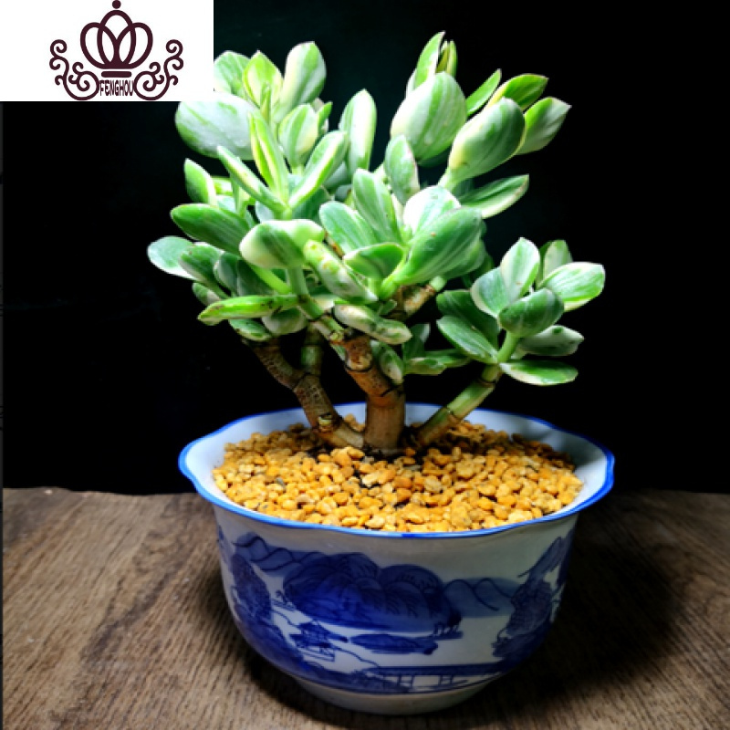 封后盆栽苗老桩大叶玉树花植物多肉燕子掌室内客厅绿植花卉三色花月三年苗不含盆图片 高清实拍大图 苏宁易购