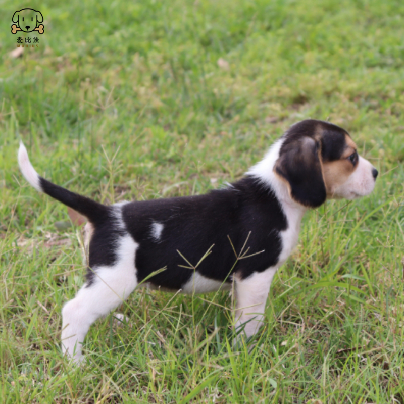 麦比佳宠物 比格犬幼犬 宠物狗比格犬狗狗活体纯种双血统短毛猎兔犬比格鲁中小型高智商家庭犬比格打猎狗 视频挑选包健康高清大图