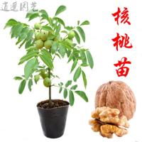 核桃苗8518嫁接苗薄皮核桃树苗南方北方种植盆栽地栽果树苗-网10年苗(拍下品种备注51cm(含)-80cm(含)