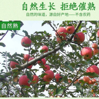 【渭圆盛】2019新果 陕西白水新鲜脆甜早熟红富士5斤 果径70-80mm