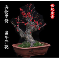 红梅花盆景树桩实物腊梅红梅树苗乌梅绿梅朱砂梅室内盆栽绿植包邮
