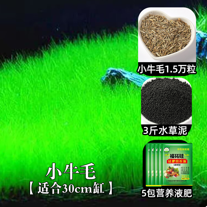 【补贴10%】鱼缸水草种子生态造景套餐植物种籽孑水培阴性真草盆栽装饰牛毛 适合30cm缸小牛毛1.5万粒+3斤水草泥+5包液肥 均码