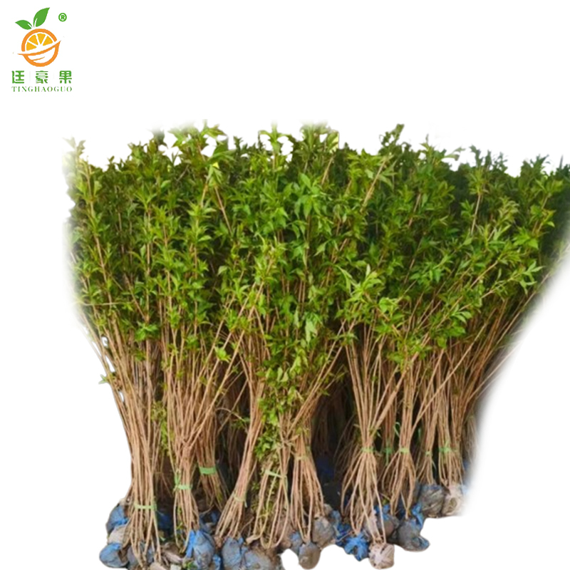 廷豪果 卫矛球 冠幅150cm /棵高清大图