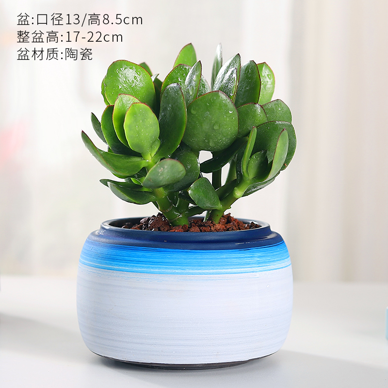 古达园艺用品玉树盆栽室内大株多肉植物大颗古达老桩开花巨型稀有品种花卉树苗好养1年苗 玉树 青空陶 含盆 价格图片品牌报价 苏宁易购老蜂匠园艺用品专营店