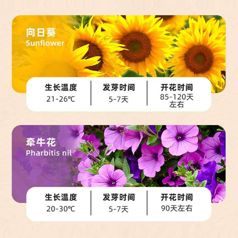 弥鹿(MiDeer)种植菜儿童植物观察科学实验小套装儿童种植材料万物生长系列水培生菜小小植物观察员种植盲盒种植阳光房