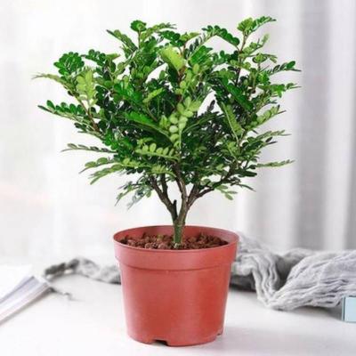mini胡椒木清香盆栽ins风盆栽防驱蚊草植物四季好养室内绿植盆景 清香木原土原盆