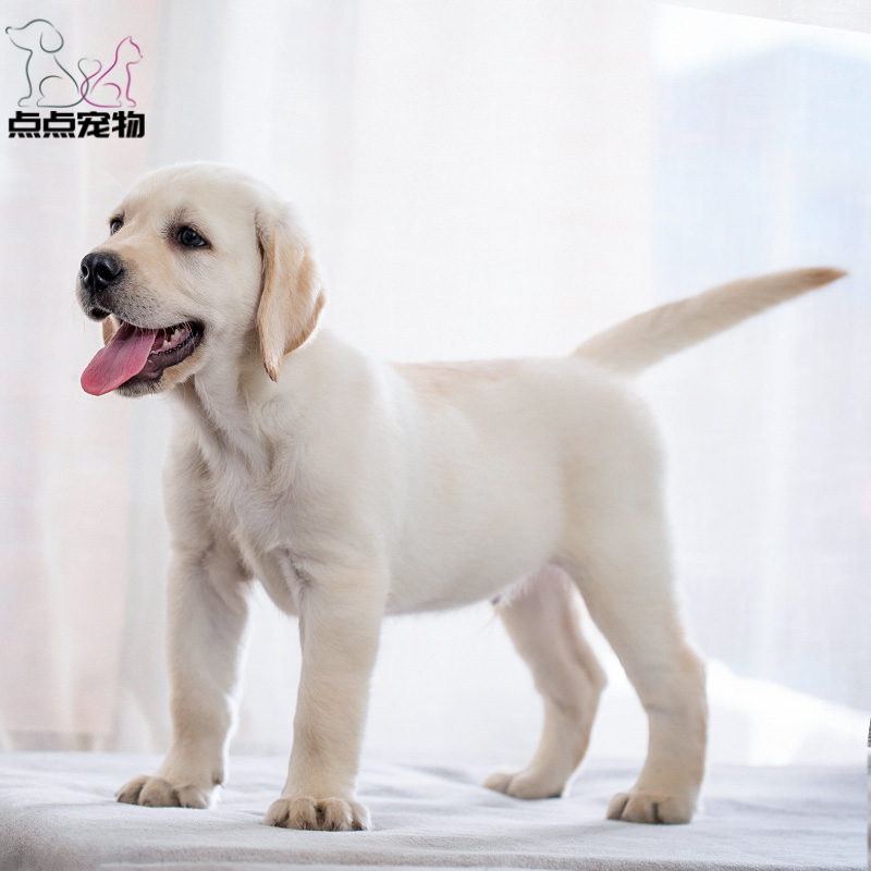 [点点宠物]宠物狗狗拉布拉多犬幼犬 纯种血统级短毛拉布拉多导盲犬 赛级大骨架高智商拉布 家养宠物狗 可视频挑选 包健康高清大图