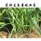 宽叶韭菜苗韭菜根苗现挖紫根红根小韭菜苗阳台盆栽种菜四季蔬菜苗 花盆+150棵根+肥料1+椰砖1+工具