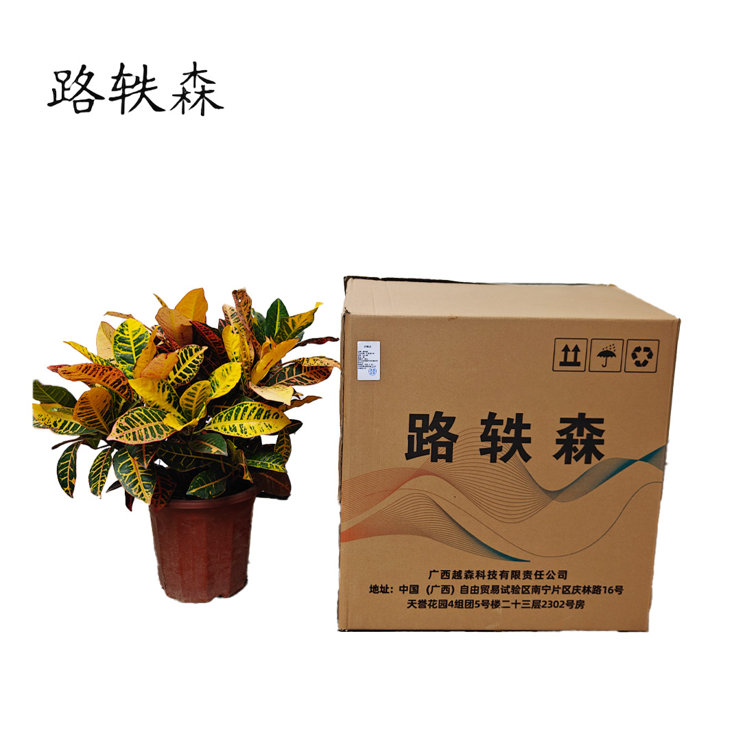 路轶森 七彩变色木 50cm高 棵高清大图