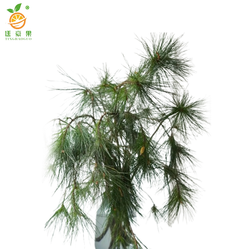 廷豪果 马尾松 高80-100cm /棵高清大图