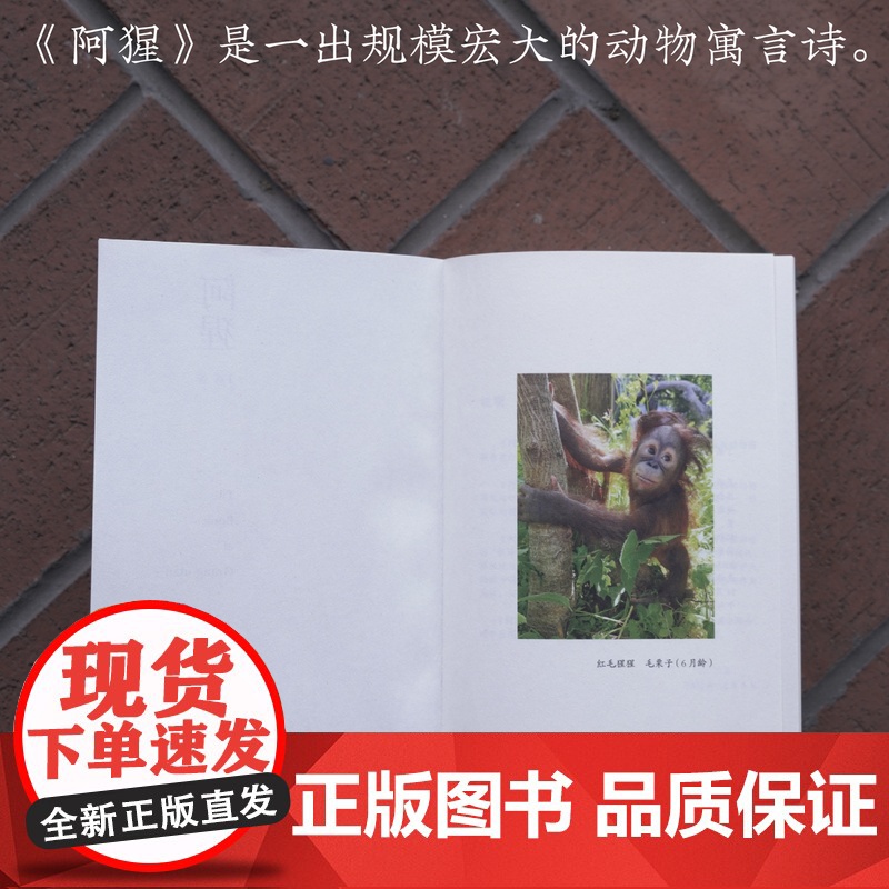 2024年“中国最美的书”阿猩 红毛猩猩的叫声被“翻译”成1000首诗 人类与其他物种的共同创作 红山动物园 毛栗子高清大图