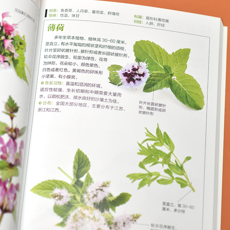[正版]野花图鉴野花图鉴野花的基本知识从生活形态植物形态别名图片介绍野花的外形及特点从根本上认识野花自然科普图鉴百科书籍高清大图