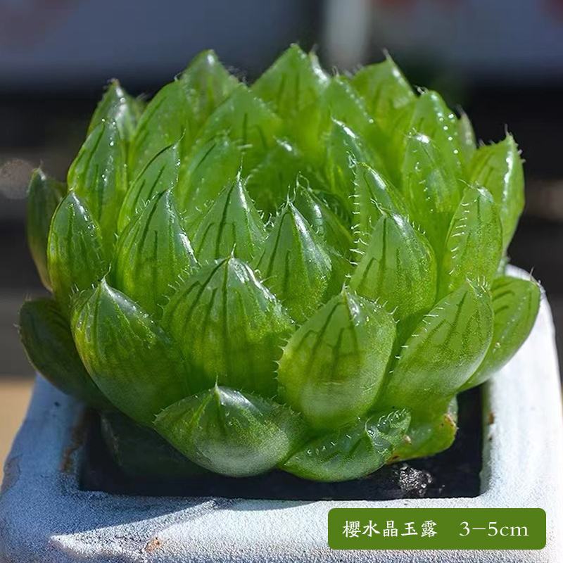 【补贴10%】多肉植物组合盆栽好养套装花卉小盆栽懒人植物老桩桌面法师不需 樱水晶