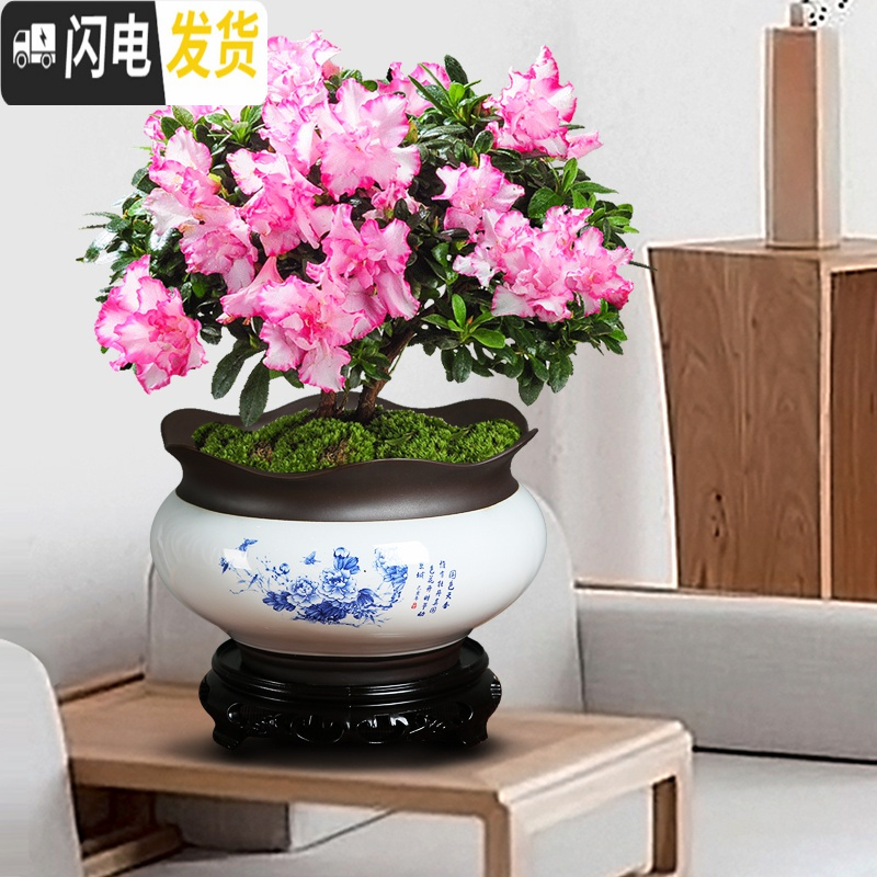 三维工匠陶瓷蝴蝶兰专用景德镇花盆君子兰盆景多肉绿植盆栽青花瓷绿萝 [单盆]青花瓷718花盆(荷花) 中等花盆容器