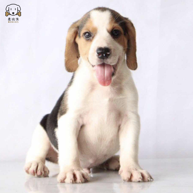 麦比佳 比格犬幼犬 比格犬狗狗活体 纯种血统家庭犬小体比格幼崽短毛米格鲁犬比格宠物狗健康保障视频挑选高清大图