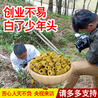 康顺堂霍山铁皮石斛50克特铁皮枫斗 基地直发4年仿野生铁皮石斛鲜条加工霍山石斛