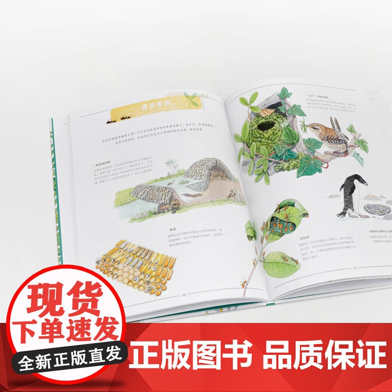 和我们一样的生命 意想不到的动物生活方式 维尔吉妮 阿拉德基迪 著 23个动词探索动物奇妙的一生 儿童绘本 理想国图书店高清大图