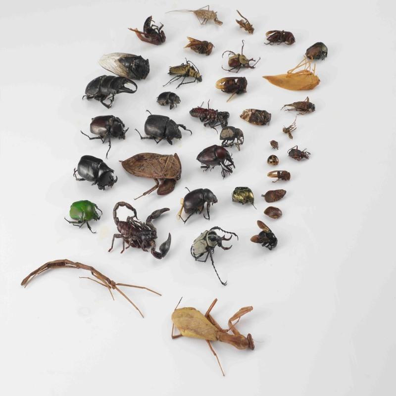 荔枝蝽昆虫标本真虫甲虫标本昆虫螳螂标本知了蝉天牛标本独角仙标本摆件报价 参数 图片 视频 怎么样 问答 苏宁易购