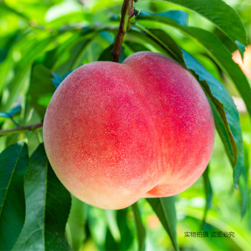 红桃带箱5斤装桃子味浓鸭绿江特产银白桃水蜜桃桃子自家果园现摘先发