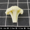 PVC西兰花(白色) 仿真西兰花块 趣味创意立体仿真食物假西兰花片仿真水果蔬菜模型