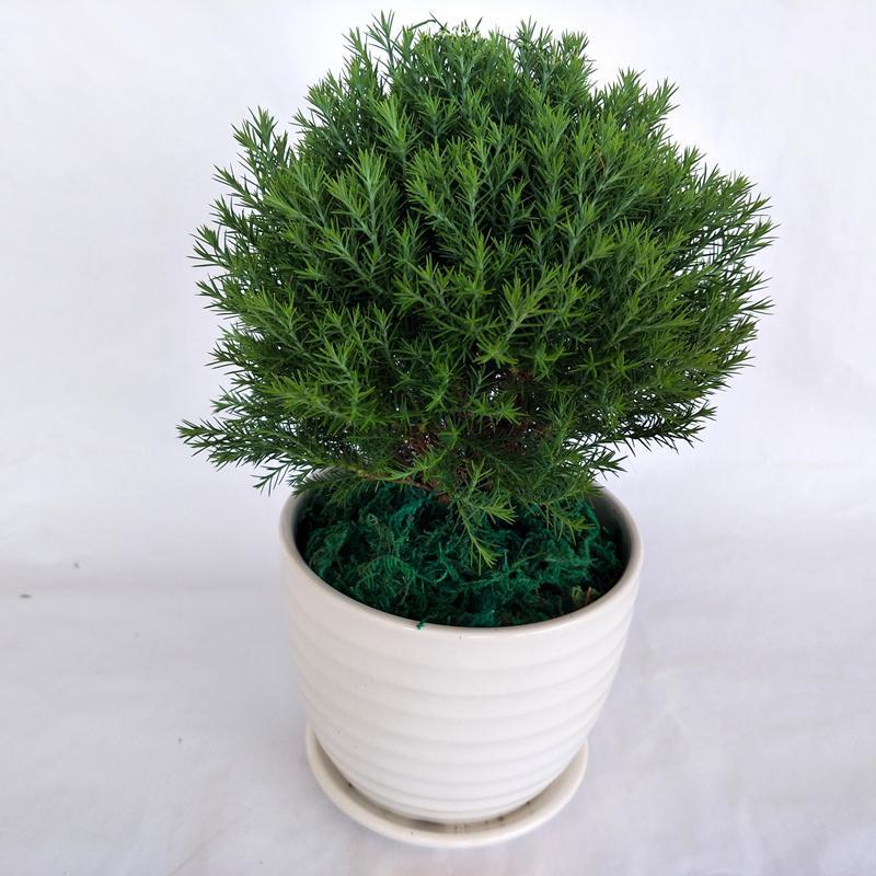大蓬莱松球松刺柏绿植新奇盆栽办公室家居生肖驱蚊花卉盆景旺来松