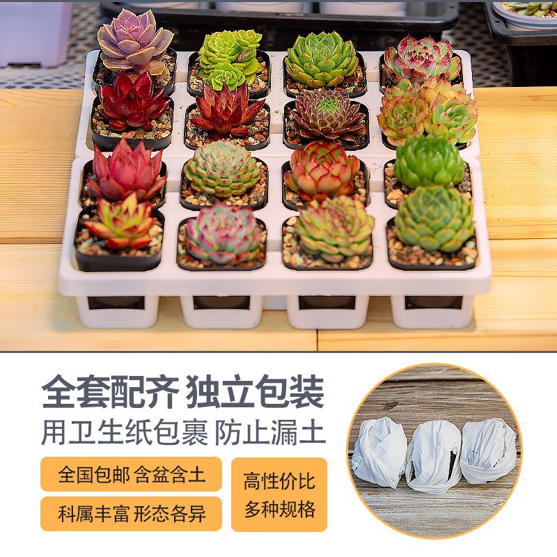 名凌多肉批发 盆栽花卉办公室组合 需自行种植 送种植工具 植物与土分开发出 50盆装 Z高清大图