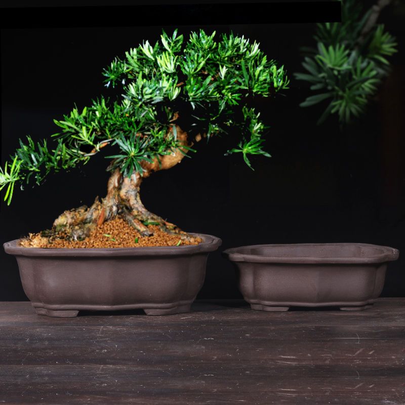 花盆2021新款特大号长方形盆景花盆紫砂花盆特价陶瓷花盆清仓处理 紫色 24cm海棠花盆 紫砂_尺寸如图所示