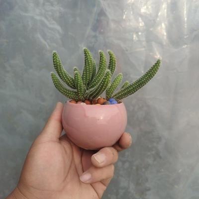 仙人球多肉开花植物 白檀毛毛虫办公桌面防辐射盆 仙人指六个头(土球