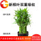 植物营养液通用型花草盆栽家用水培花卉绿萝养花肥料室内绿植花肥