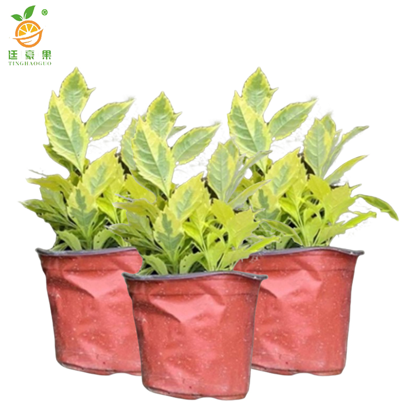 廷豪果 黄素梅盆栽 20cm高 /棵高清大图