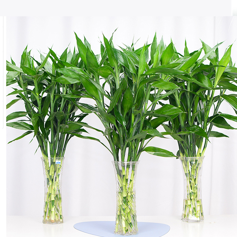 富贵竹水培植物观音竹盆栽花卉水养盆景客厅卧室净化空气绿植视频