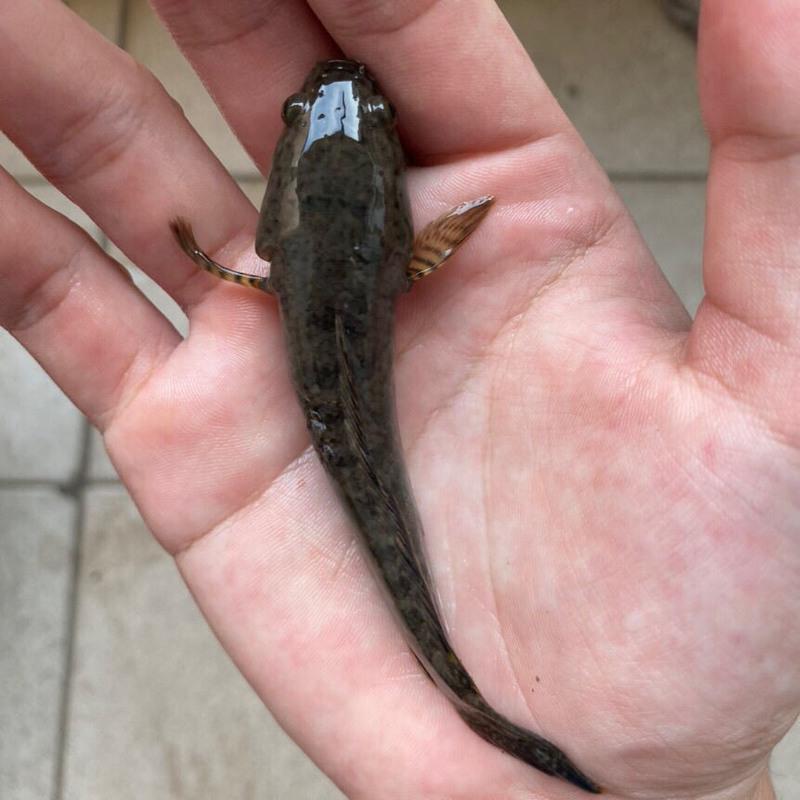 10cm左右随机一条观赏鱼活体雷龙冷水鱼野生南醴耐养淡水鱼彩虹雷龙鱼