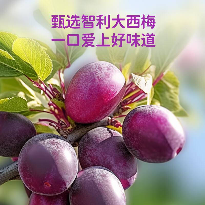 轻上西梅多多酸奶饮品220ml*10瓶高清大图
