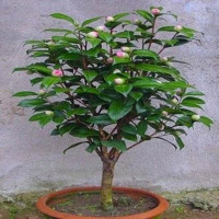 买三送一当年开花茶花苗十八学士5年茶花大苗盆栽绿植花卉庭院地栽绿化四季山茶花树苗木