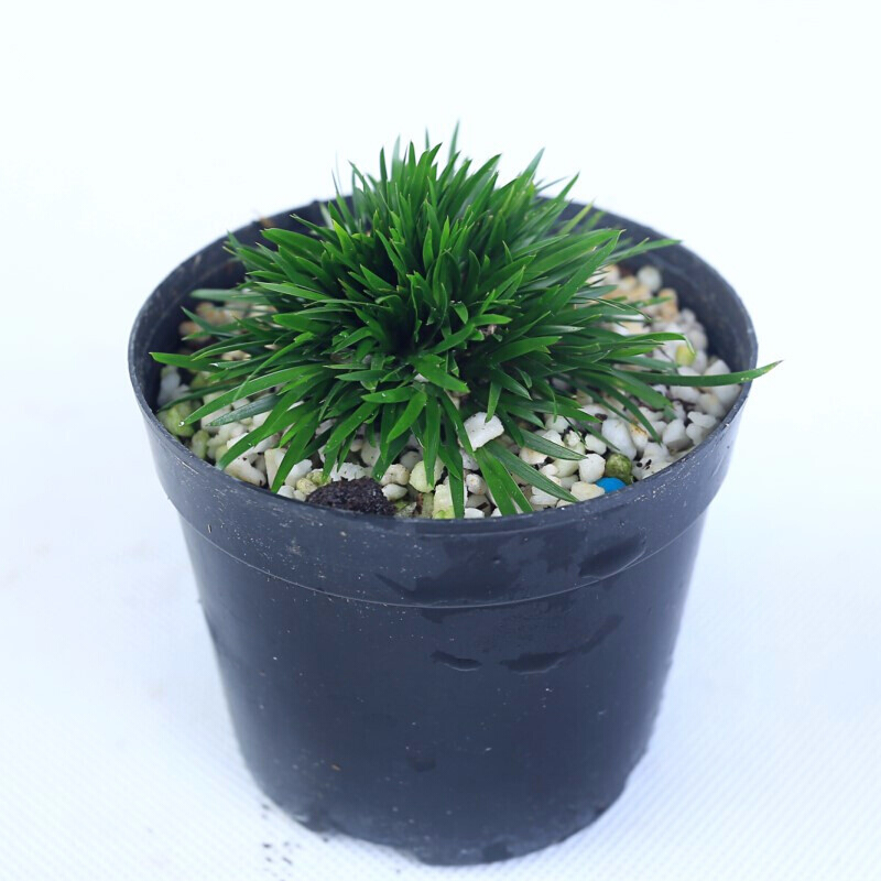 菖蒲 菖蒲微型盆景金钱贵船苔金姬蝉小川虎须随手香绿植盆栽m5 五年贵船苔老桩 带盆栽好