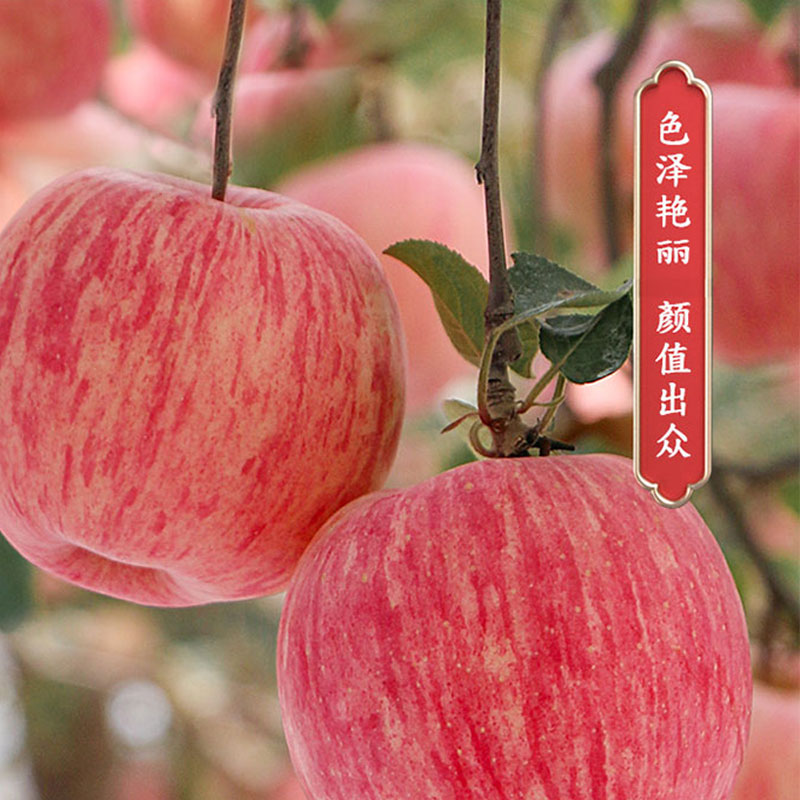 卜任舒 甄选富士苹果3.5kg(包装随机发货)高清大图