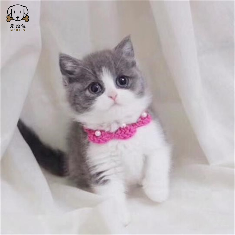 麦比佳 英短蓝白猫咪 曼基康矮脚猫 蓝白矮脚 纯种血统宠物猫咪活体幼崽 英国短毛幼猫健康保障公母有视频选高清大图