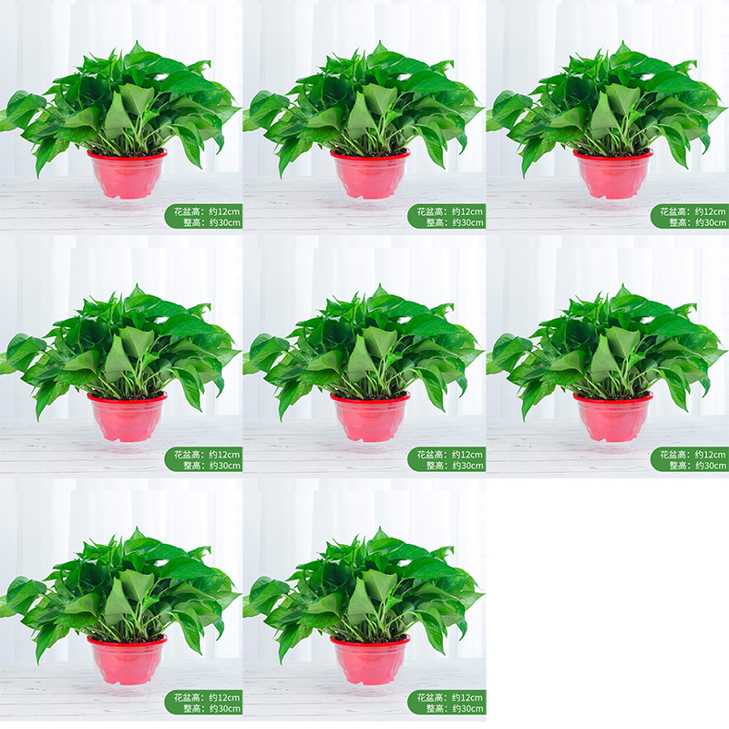 花卉盆栽绿萝发财树弹痕吊兰植物盆栽绿植水培植物室内好养绿植金边金