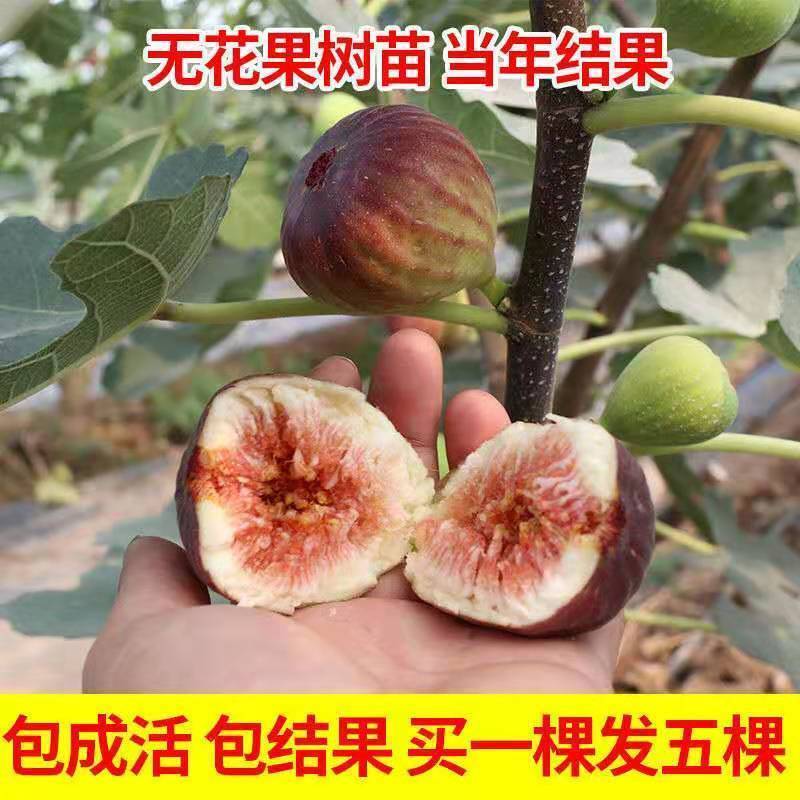 无花果树苗 耐寒地栽大盆栽阳台矮化波姬红当年结果南北方种植|玛斯义陶芬 当年结果苗[一棵装]