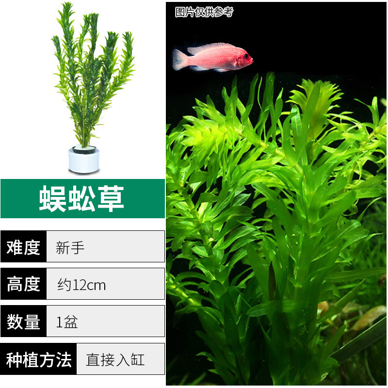 绿菊水草植物鱼缸造景真草水草缸净化造氧懒人套餐阴性蜈蚣草定植