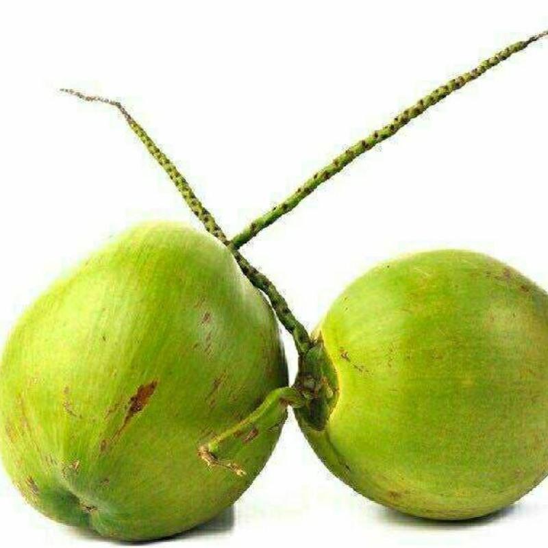 赛卡伊海南文昌新鲜椰子三亚当季现摘带皮大椰青水果青耶子天然椰汁