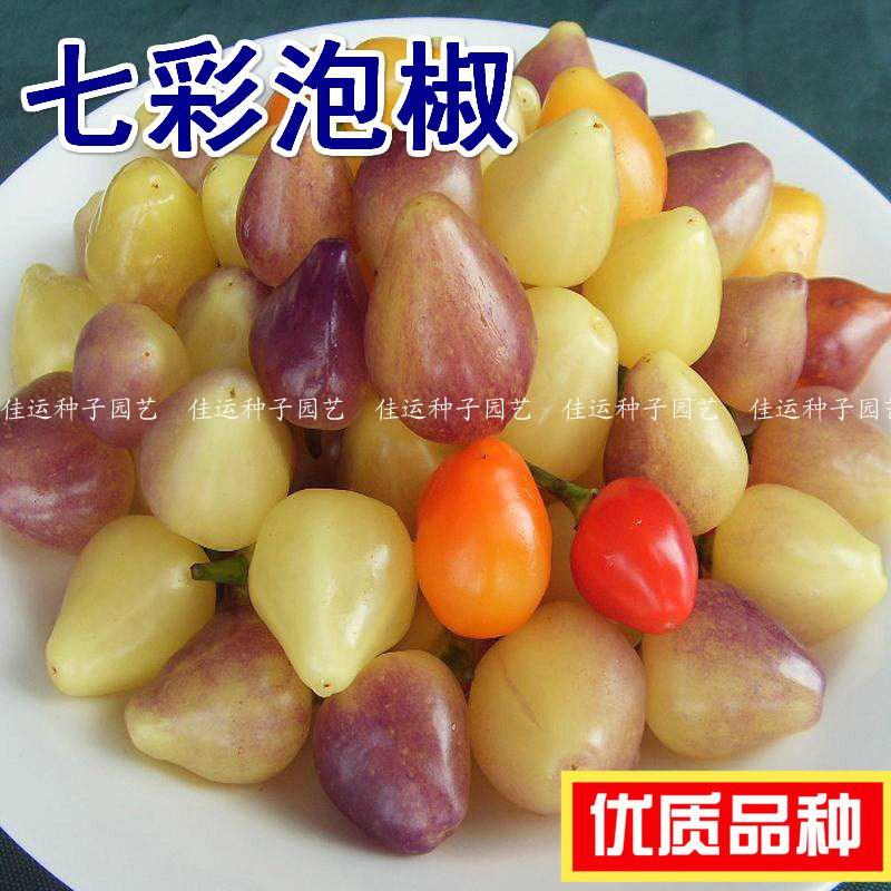 七彩种子五彩种籽灯笼椒珍珠椒盆栽朝天椒辣椒蔬菜种子