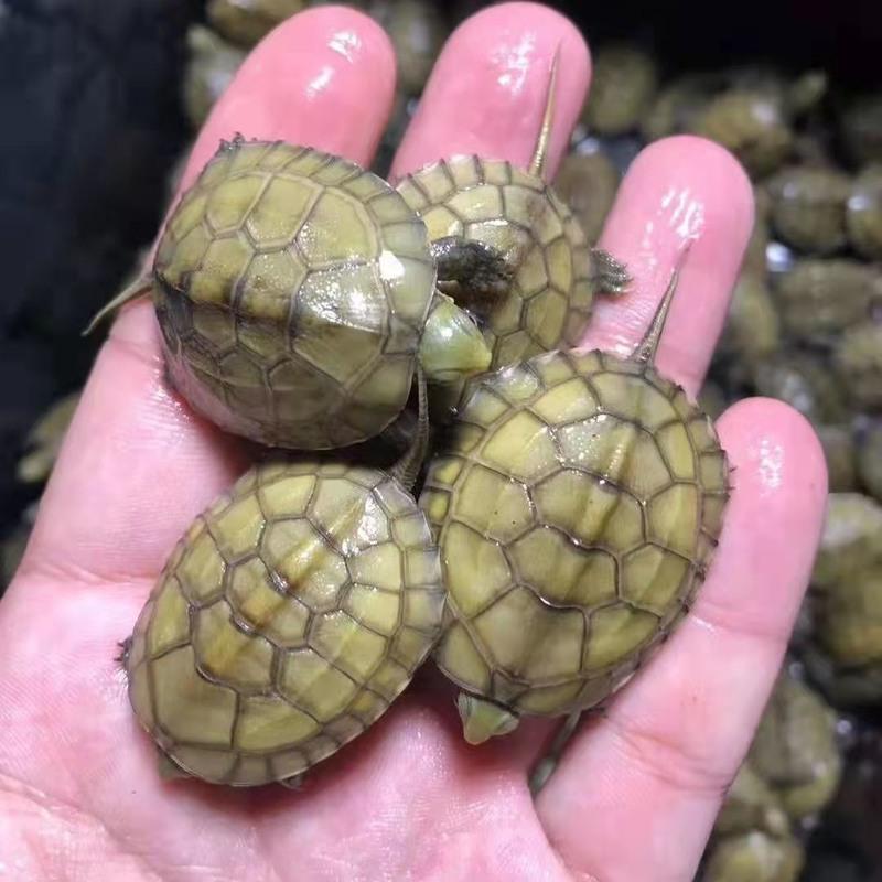 单身狗一只 乌龟蛋龟皖南小青北石三黄小青萌宠招财笑脸龟发色龟深水龟活体龟