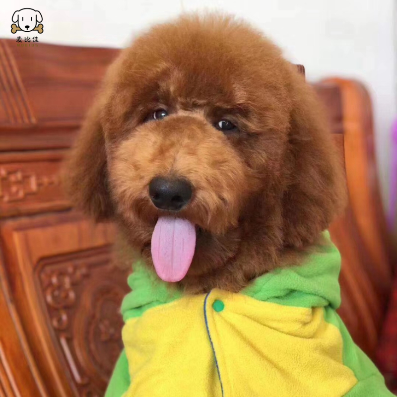 麦比佳 巨型贵宾犬幼犬狗狗活体纯种大型泰迪贵宾犬幼崽红色白色黑色巨贵犬宠物狗大体泰迪熊狗包健康视频挑选高清大图