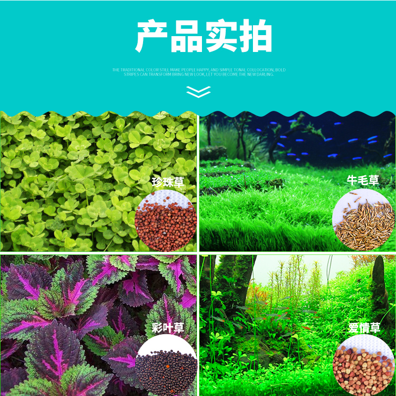 鱼缸水种子牛毛真植物鱼缸造景装饰懒人净化水质的种籽高清大图