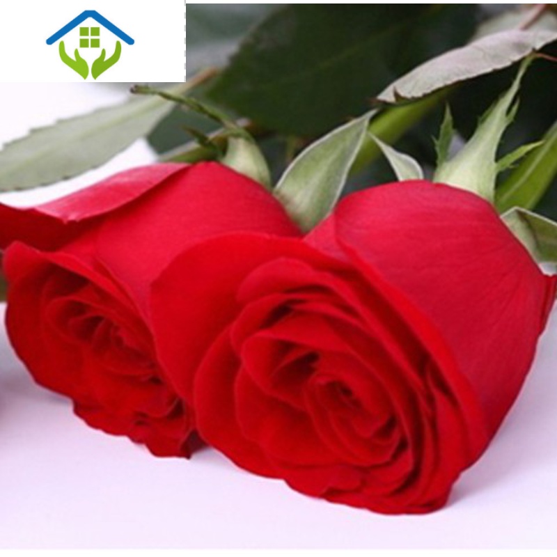 御蓝锦13元10棵滇红玫瑰花苗大花四季蔷薇盆栽大花阳台庭院花卉植物月季图片 高清实拍大图 苏宁易购