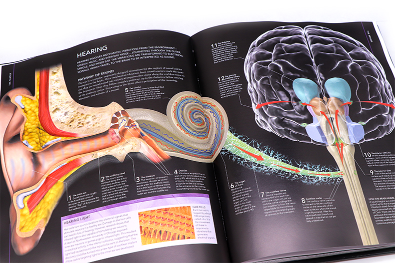 [正版]DK 大脑之书 英文原版 The Brain Book大脑百科 图解大脑结构 生命科学科普指南 探索脑部系统高清大图