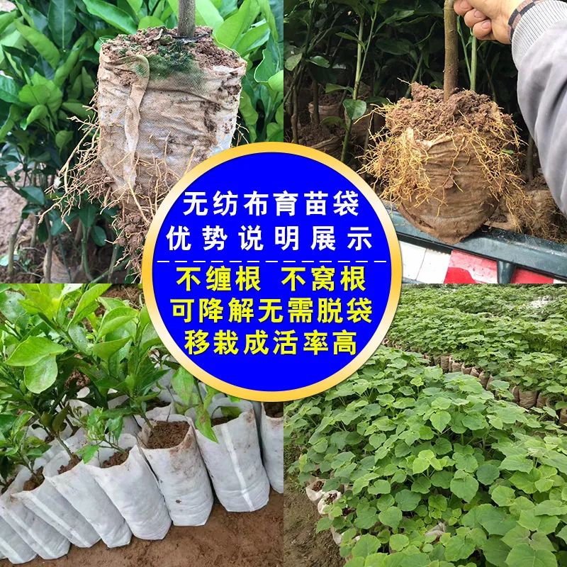 无纺布育苗袋树苗营养袋可降解容器苗圃营养袋园林美植袋-【平口】;【100个】高清大图