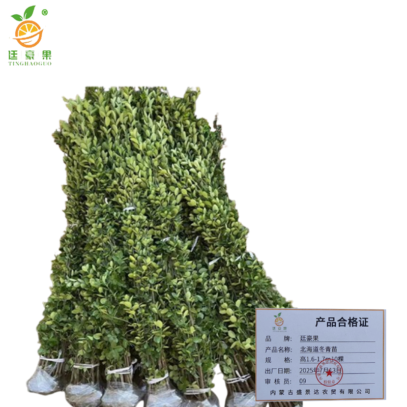 廷豪果 北海道冬青苗 高1.6-1.7m10棵/捆高清大图