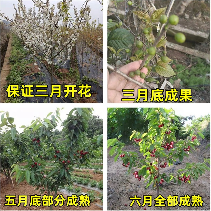 古达车厘子树苗大樱桃树苗盆栽地栽南方北方种植美早俄罗斯樱桃苖果苗
